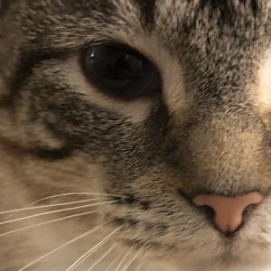 Meet your Posher, Tyler